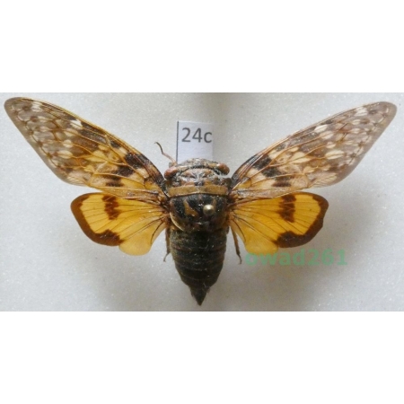 Yanga sp. 1905 Madagascar24c